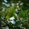 Amazonan belocely - Amazona albifrons - White-fronted Amazon Parrot 3516